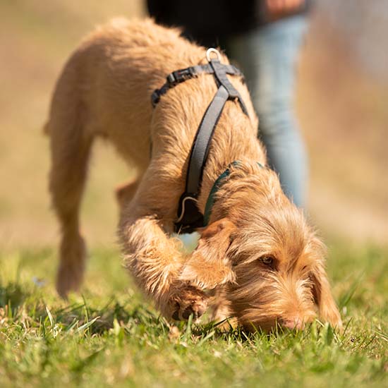 Anti-Giftköder – Hund sucht Boden nach Fressen ab