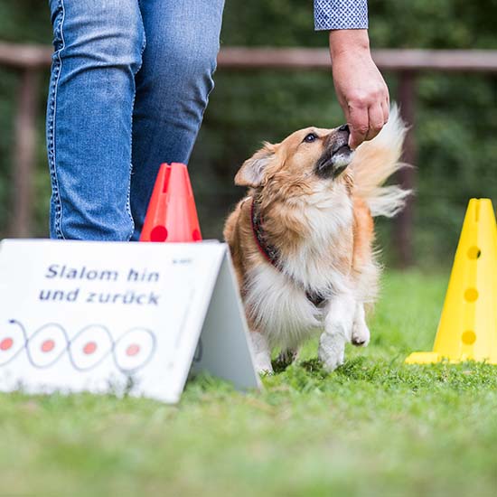 Rally-Obedience - Hundeschule Ziemer & Falke Oldenburg